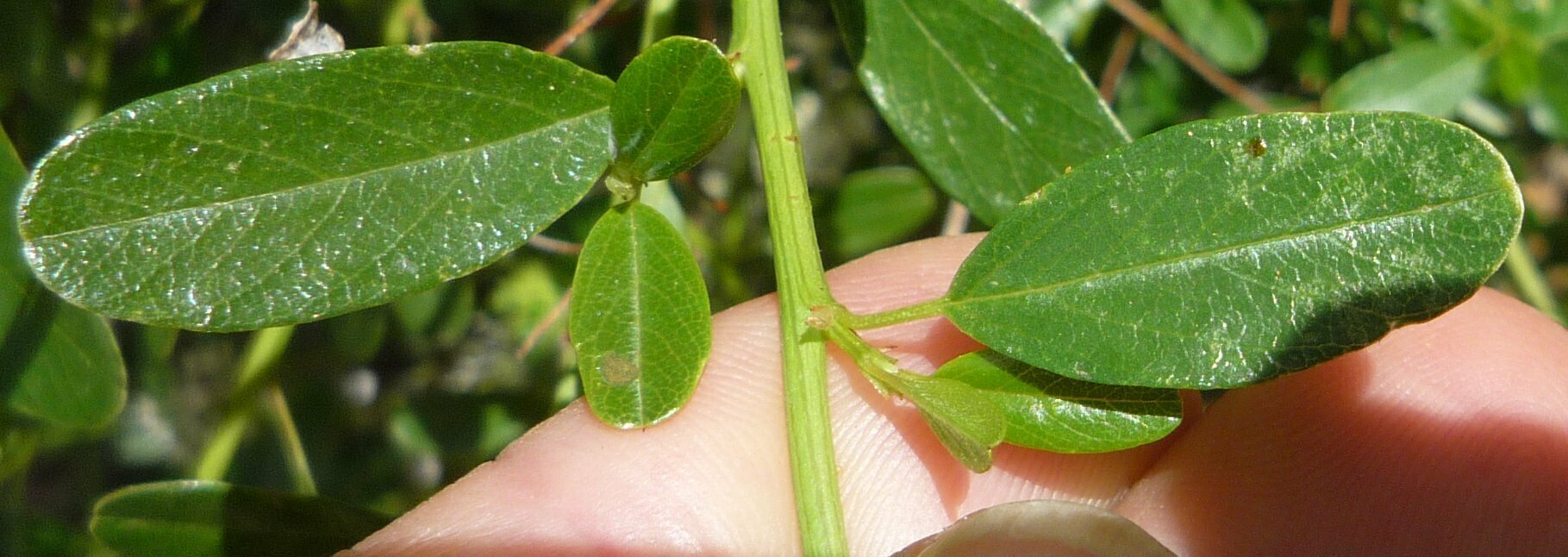 High Resolution Ceanothus integerrimus Leaf